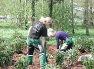 Anlæg af surbundsbed til rhododendron